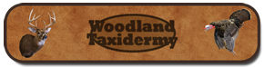 Woodland Taxidermy