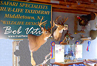 True-Life Taxidermy, Middletown, NY